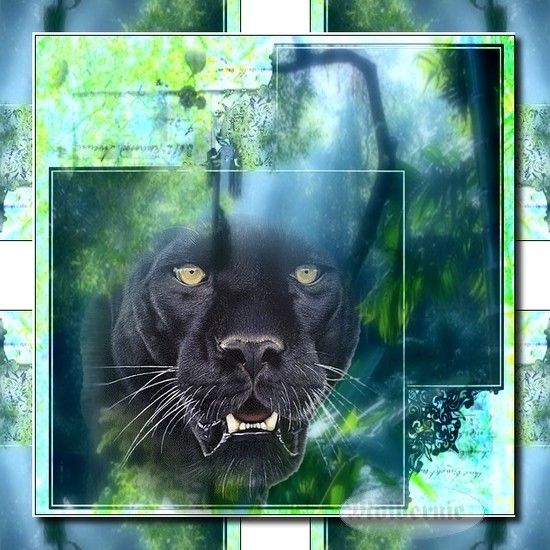 JUNGLE